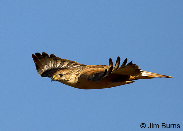 Ferruginous Hawk light morph adult, nictitating membrane drawn--3040